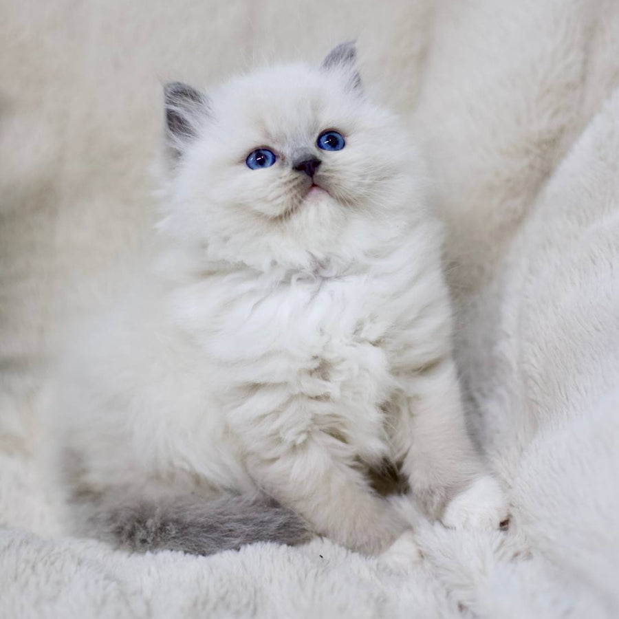 Rolex Ragdoll male, blue mitted