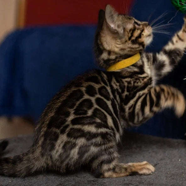 Waneta Bengal female, black spotted tabby