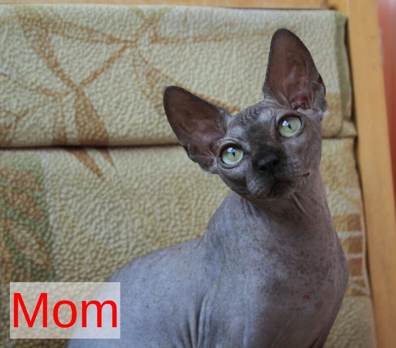 Adel Canadian Sphynx male, blue