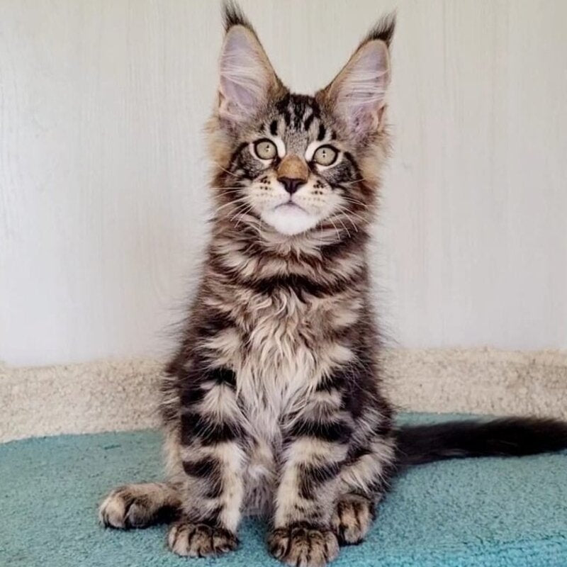 Kevin Maine Coon male, black tabby