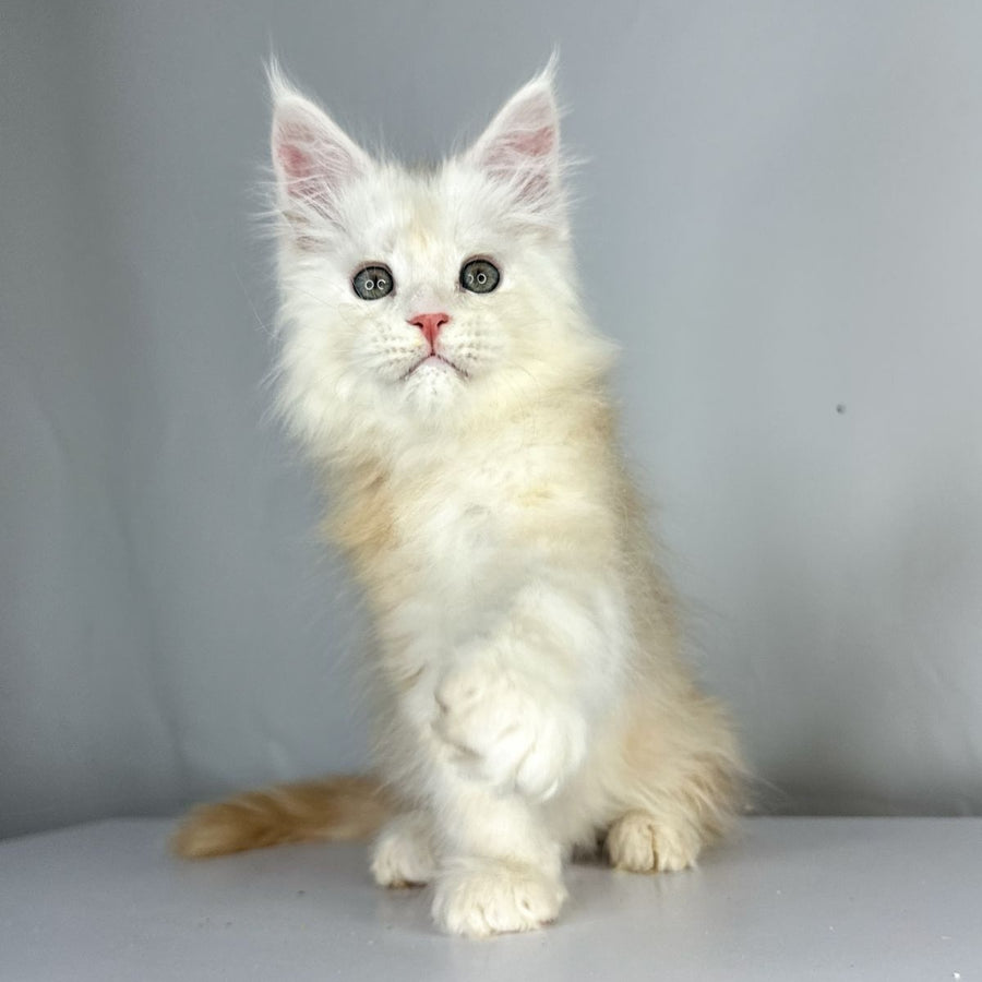 Frank Maine Coon male, red silver tabby