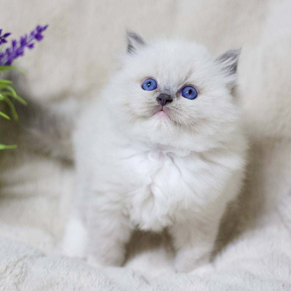 Royce Ragdoll male, blue mitted