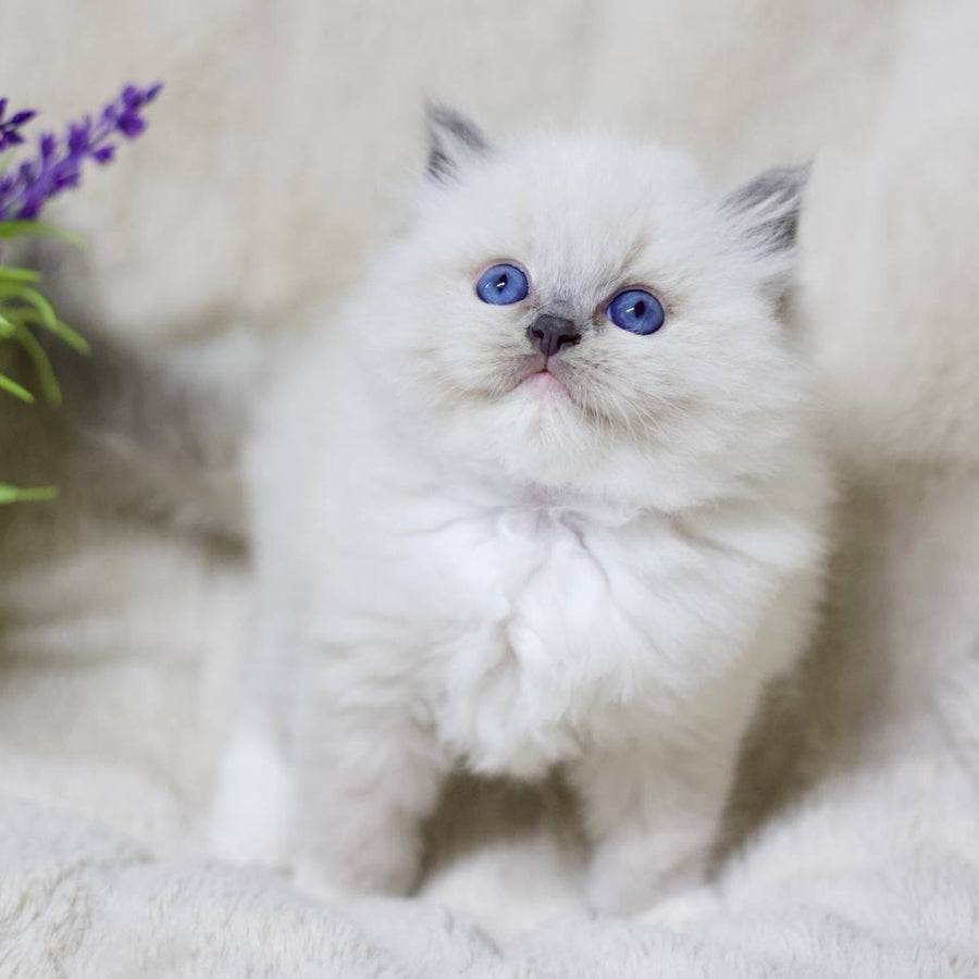 Royce Ragdoll male, blue mitted