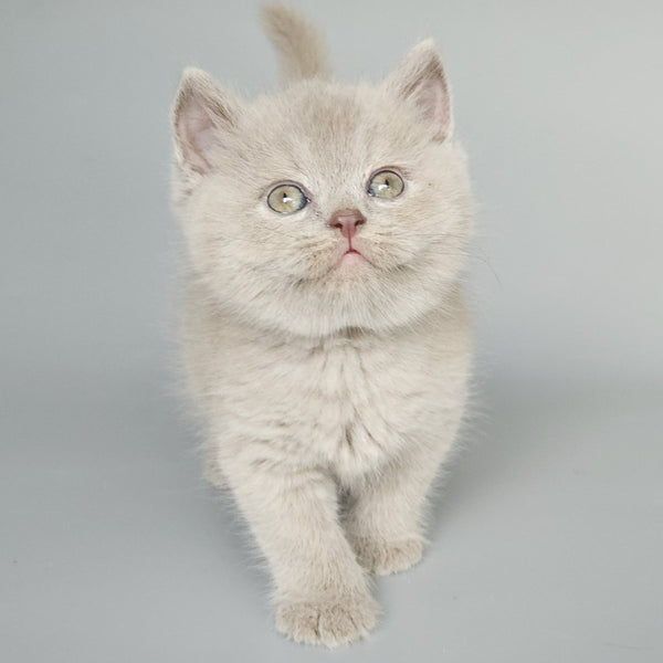 Baks British Shorthair male, fawn