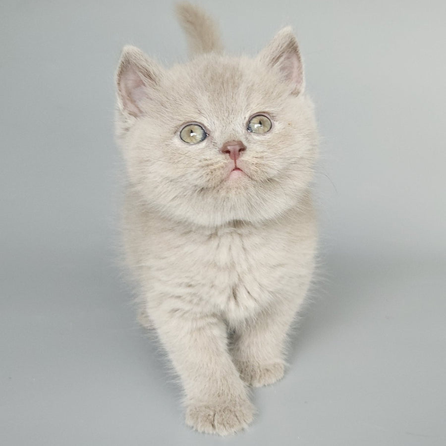 Baks British Shorthair male, fawn