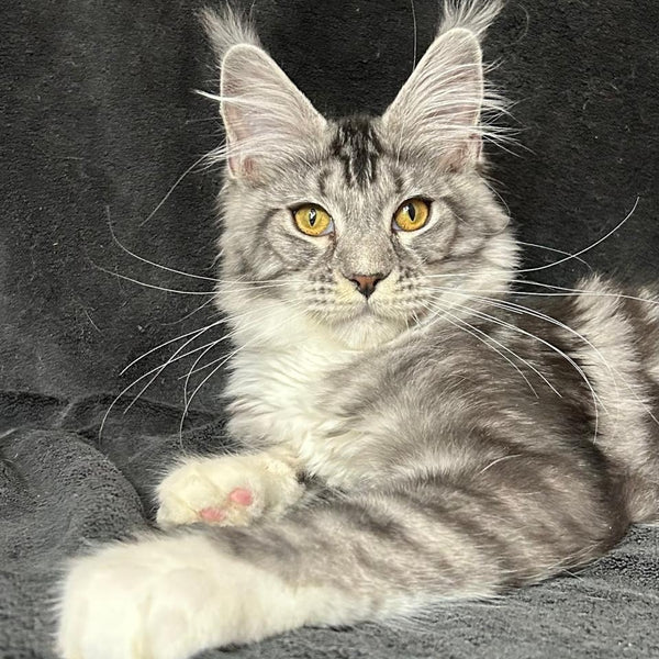 Natan Maine Coon male, black silver tabby with white