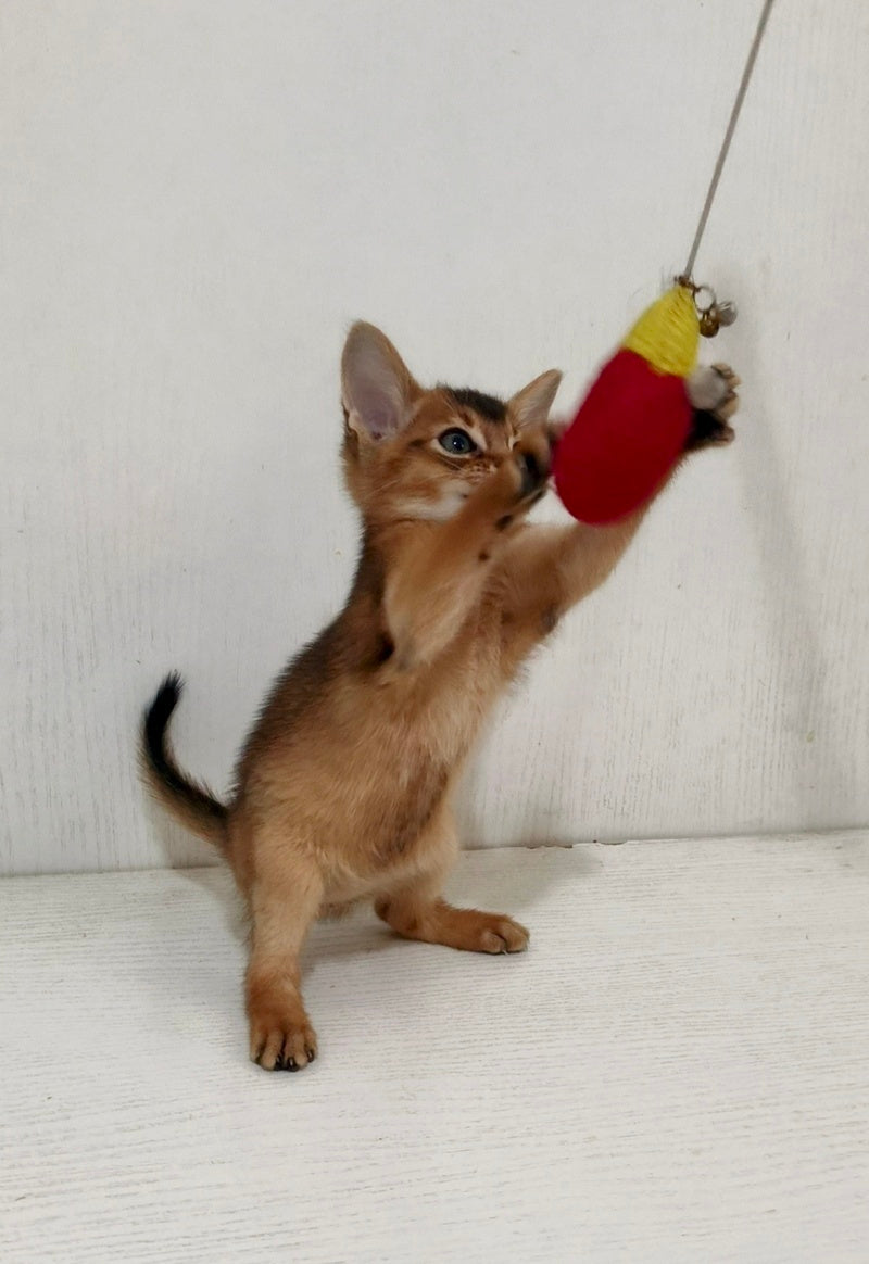 Griffin Abyssinian male ruddy - live animals