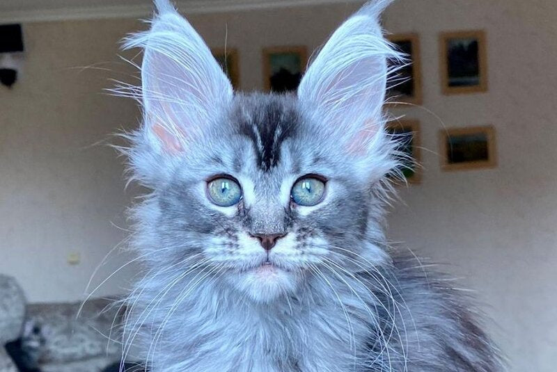 Evika Maine Coon female, blue silver ticked tabby