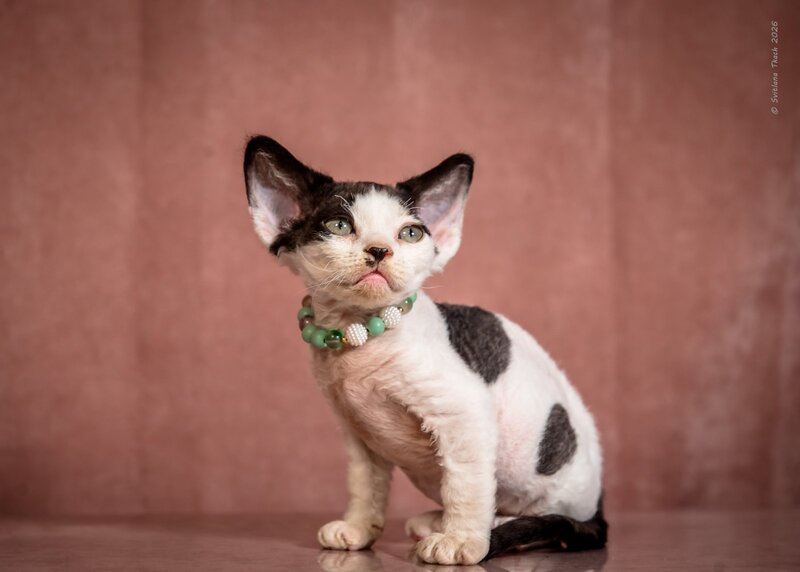 Luntik Devon Rex male, black harlequin
