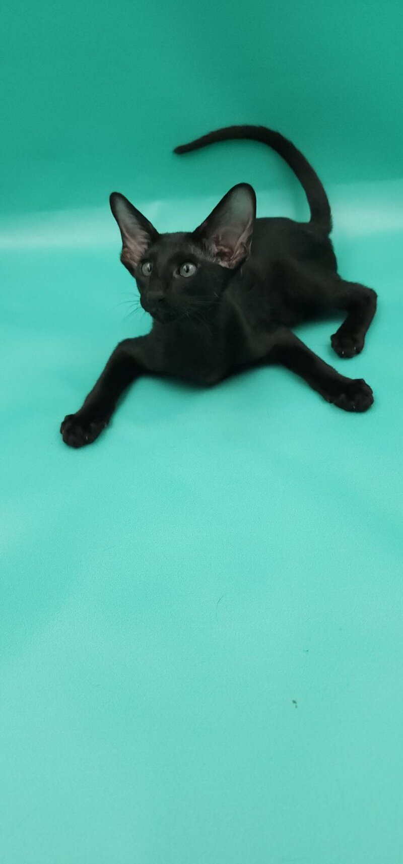Romeo Oriental Shorthair male, black