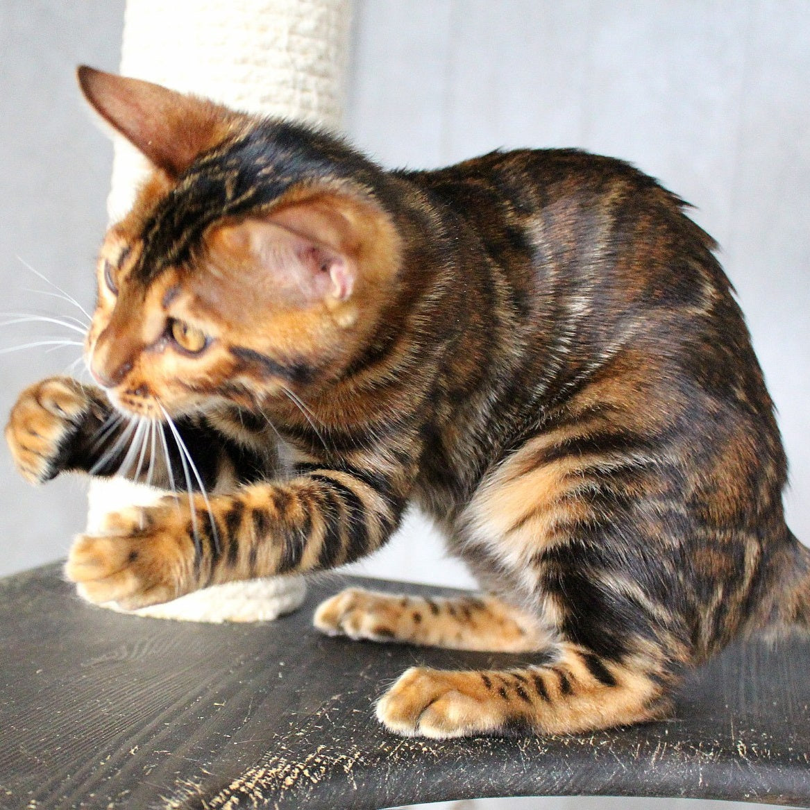 Elby Bengal female, black spotted tabby