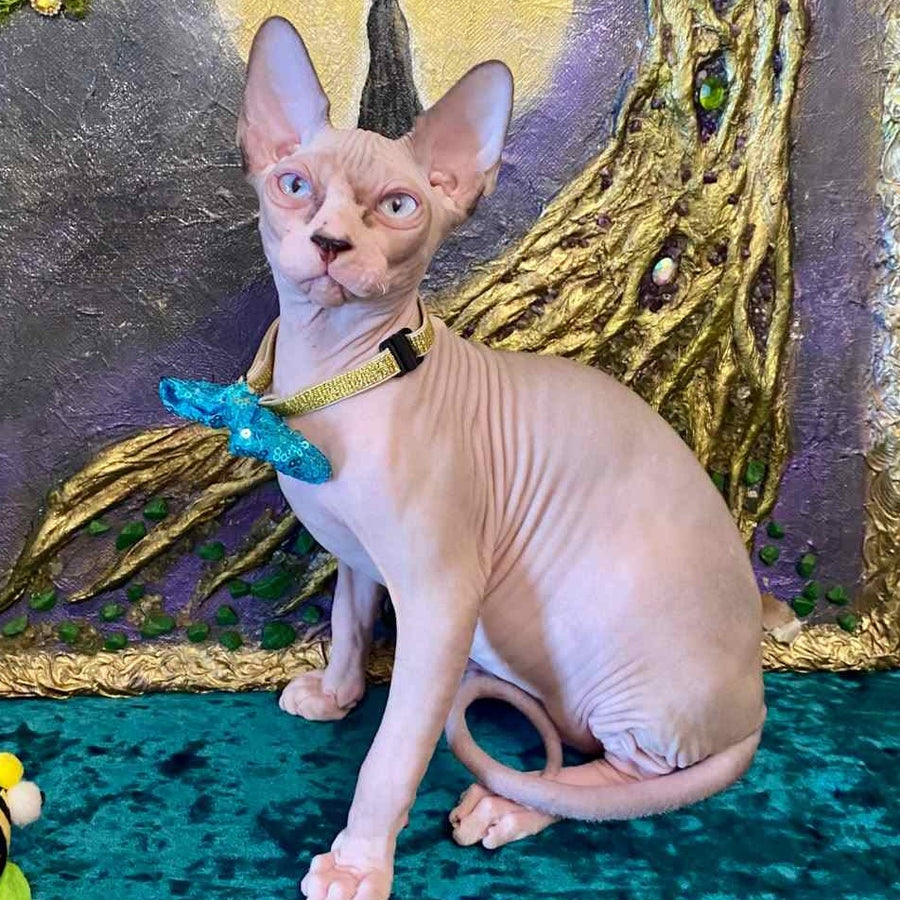 Max Canadian Sphynx male, blue bicolour pointed