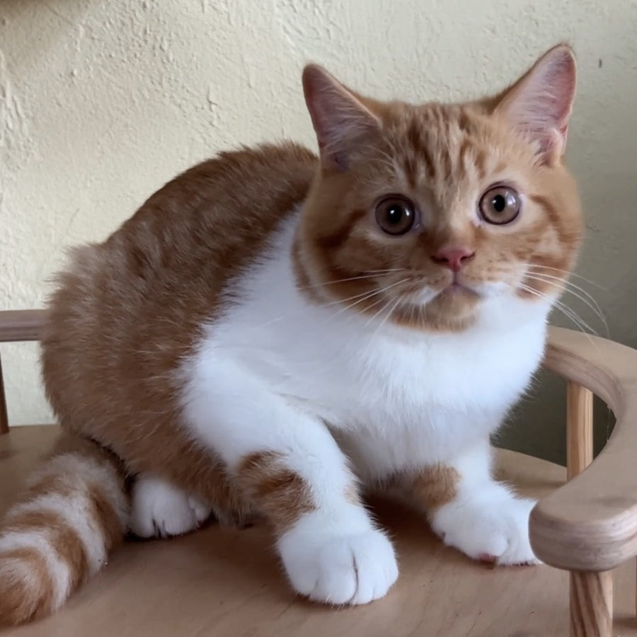 Demian British Shorthair male, red bicolour