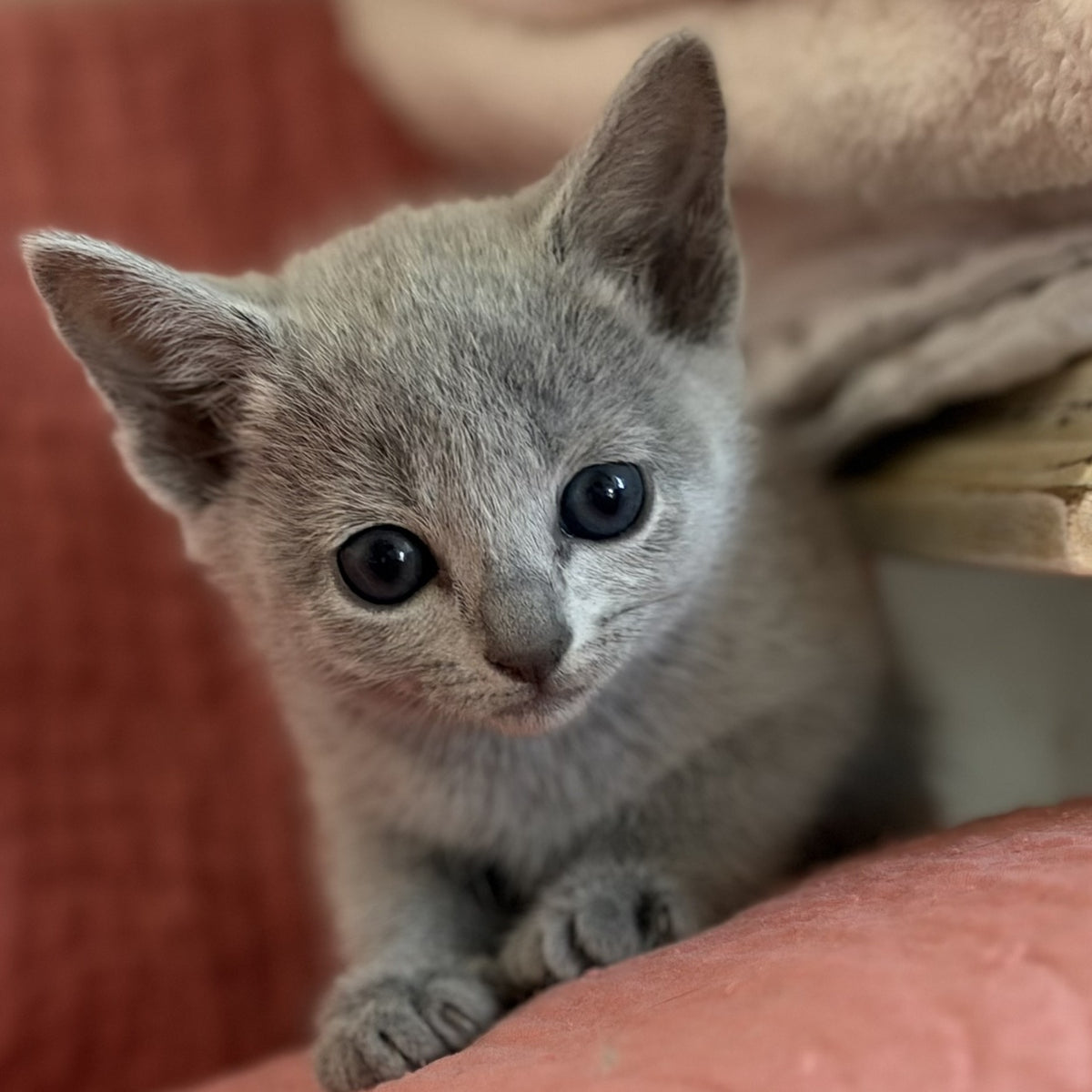 Nina Russian Blue female, blue