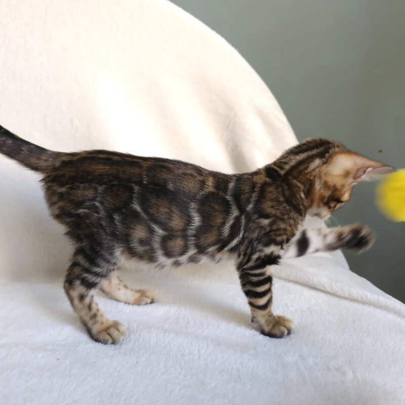 Tango Bengal male black spotted tabby - live animals
