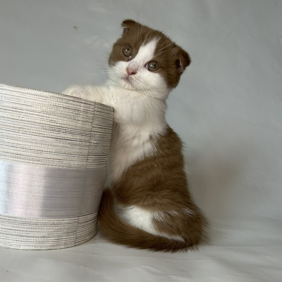 Leya Munchkin female, cinnamon bicolour