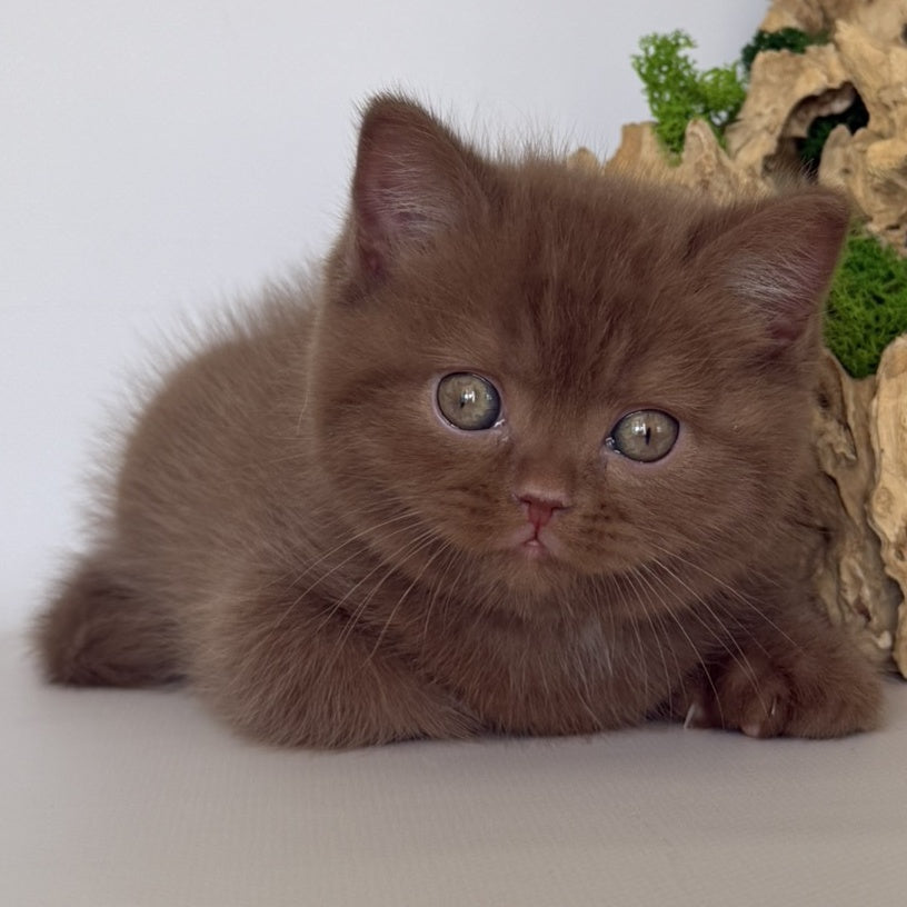 Gustav British Shorthair male, cinnamon