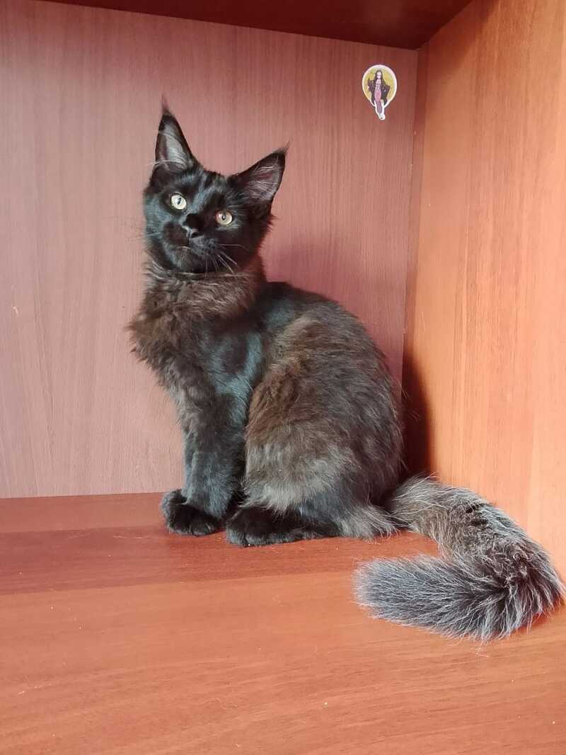 Dark Maine Coon male, black