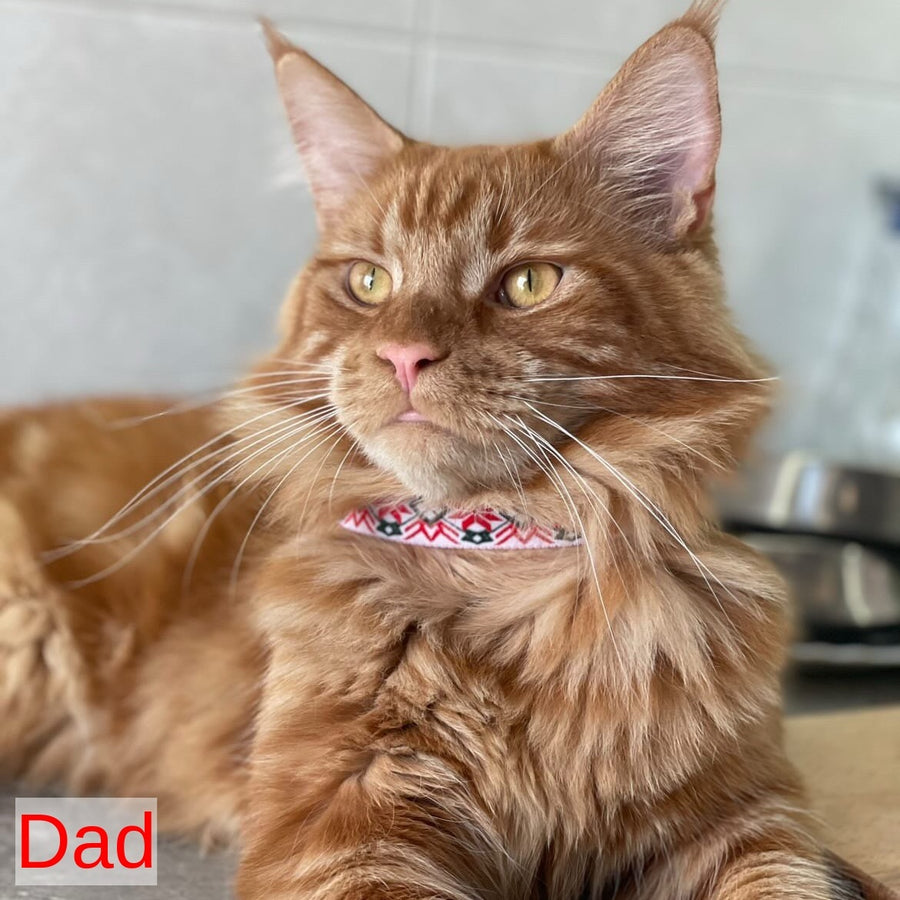 Bourbon Maine Coon male, black tabby
