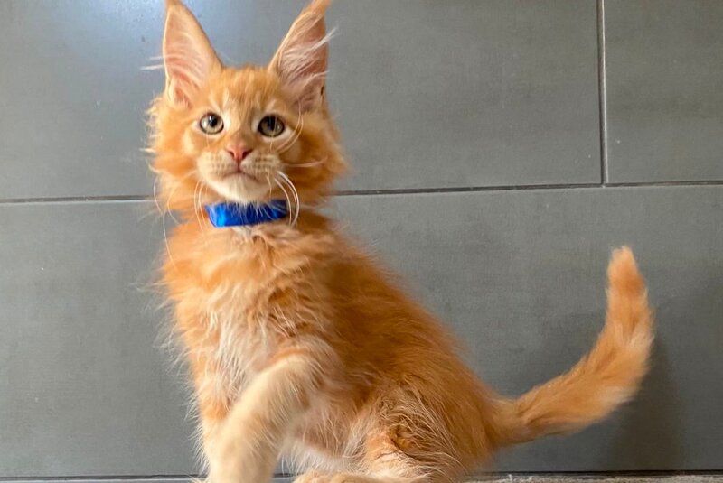 Winnipeg Maine Coon male, red tabby