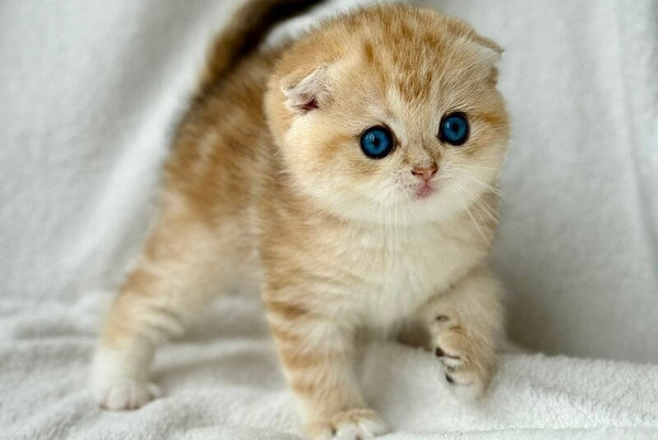 Xena Scottish Fold female black golden tabby - live animals