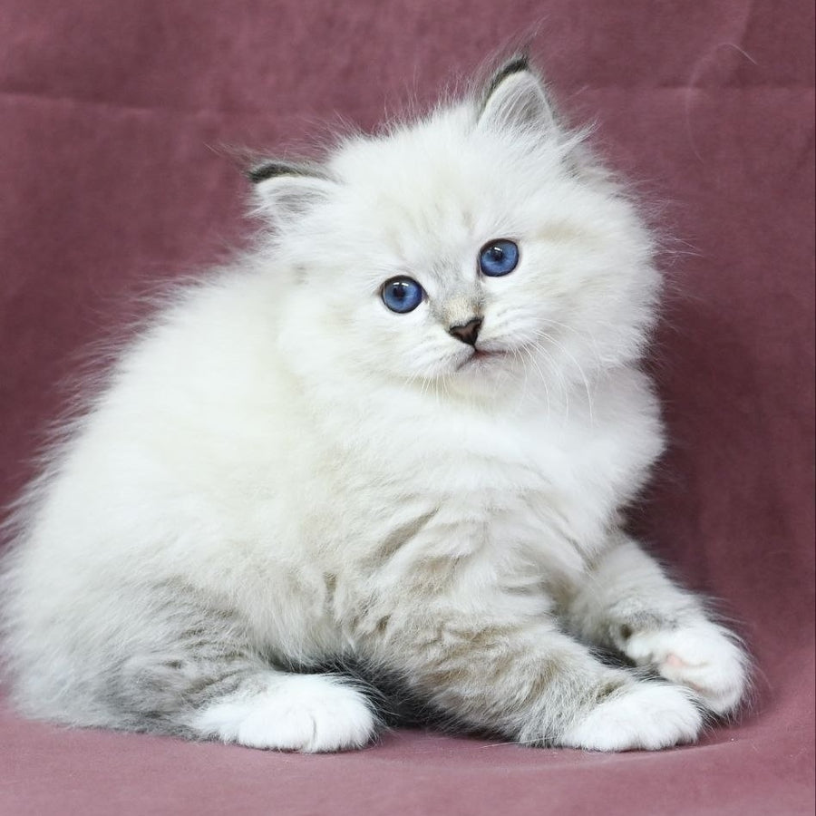 Magnat Siberian male, black tabby pointed with white