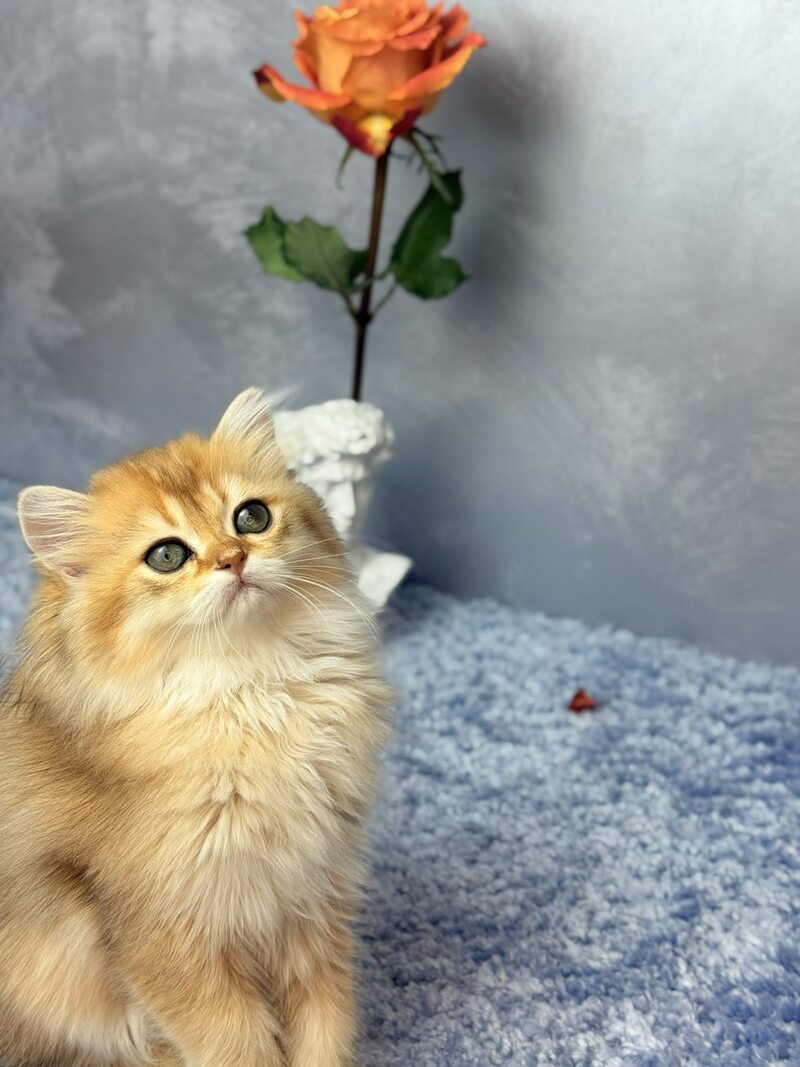 Dasha Scottish Straight female black golden shaded - live animals