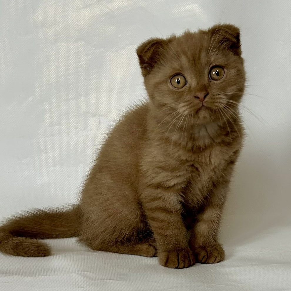 Lim Scottish Fold male, cinnamon
