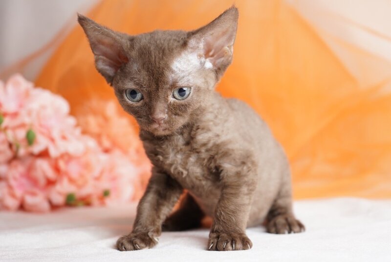 Olivia Devon Rex female, chocolate