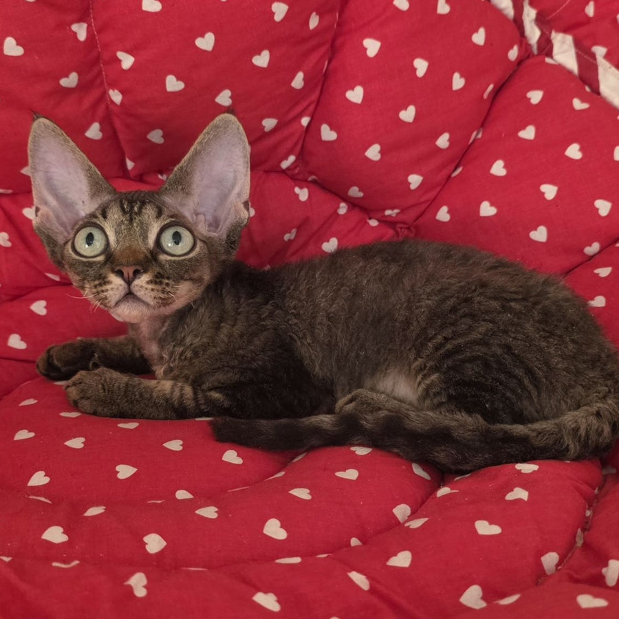 Alex Devon Rex male, black tabby