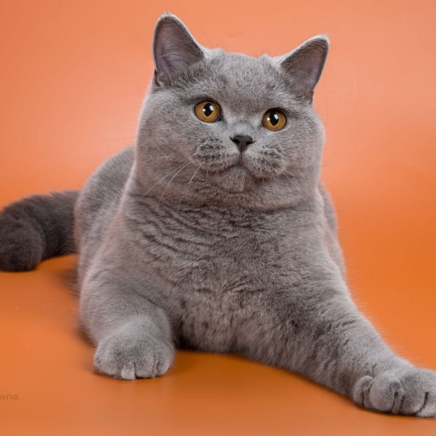 Emma British Shorthair female, blue