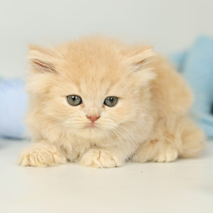 Perry British Longhair male, lilac