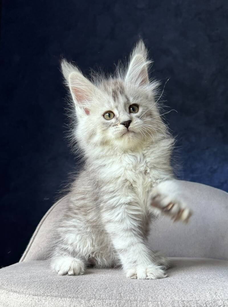Ingold Maine Coon male, black silver spotted tabby