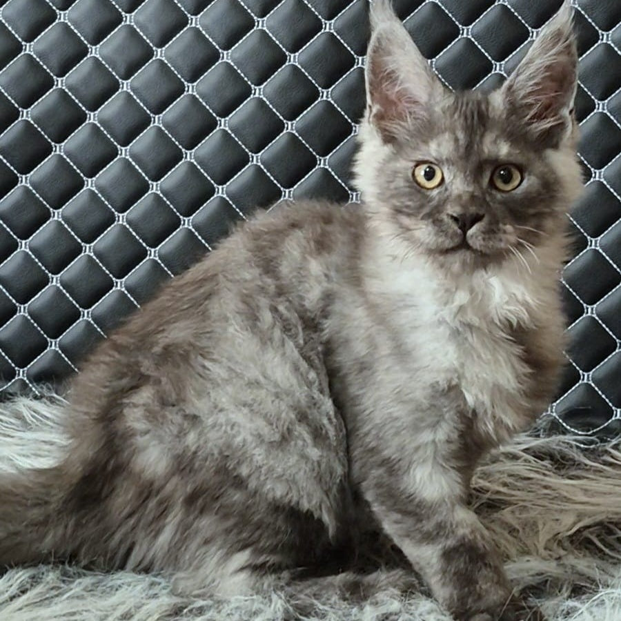 Cosmo Maine Coon male, black silver