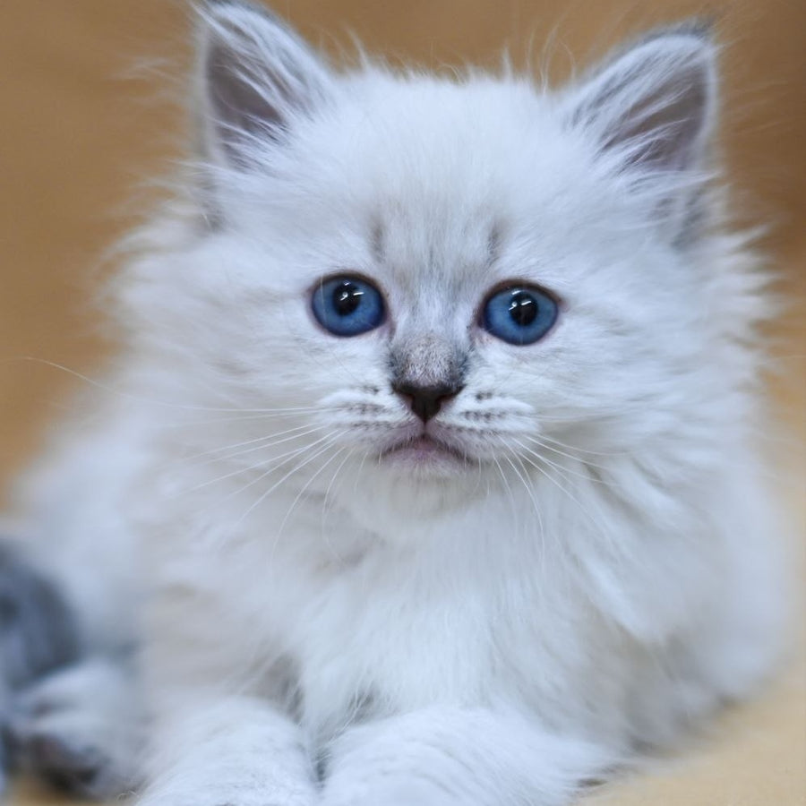 Gloriya Neva Masquerade female, blue tabby pointed