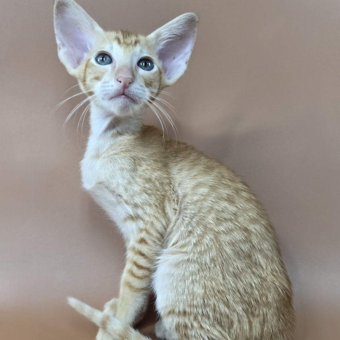 Khepri Oriental Shorthair male, red spotted tabby