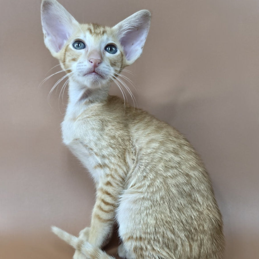 Khepri Oriental Shorthair male, red spotted tabby
