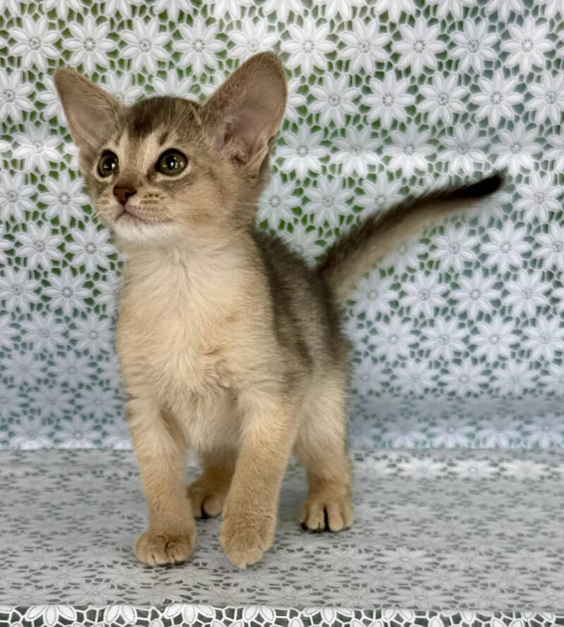 Zhasmin Abyssinian female blue - live animals