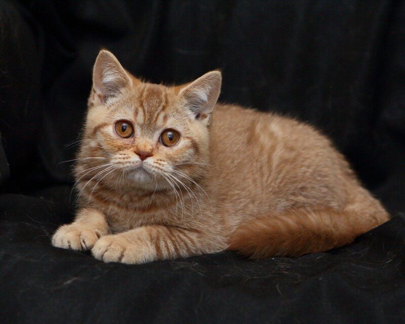 Murkit British Shorthair male, cinnamon ticked tabby
