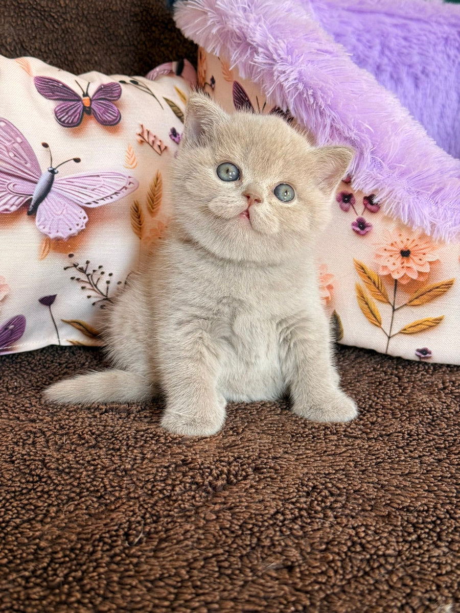 Boston British Shorthair male lilac - live animals