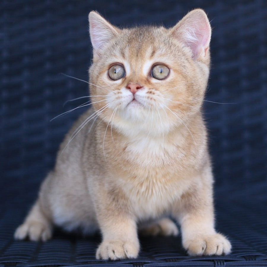 Paloma British Shorthair female, chocolate golden ticked tabby