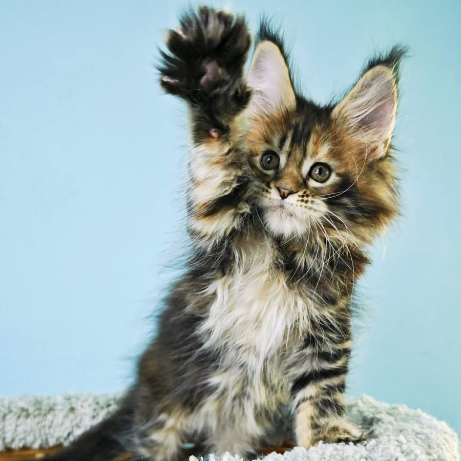 Hloya Maine Coon female, black tortie tabby