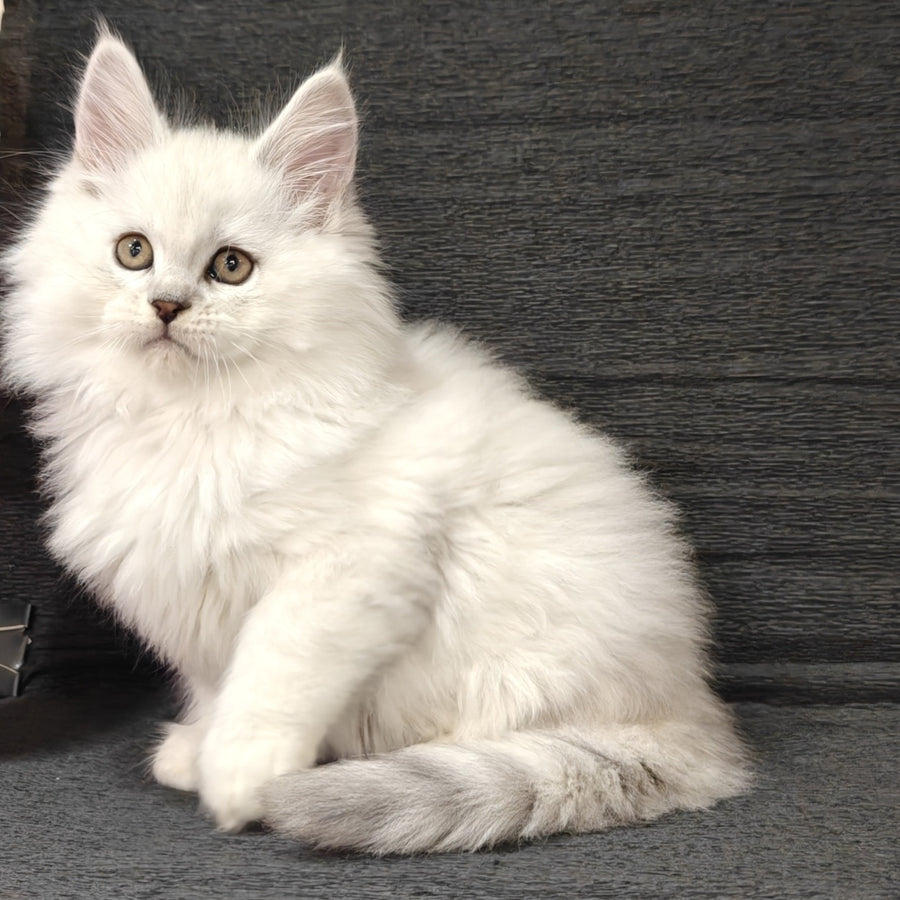 Nelson Maine Coon male, black silver shaded