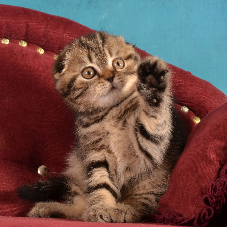 Infant Munchkin male, black tabby