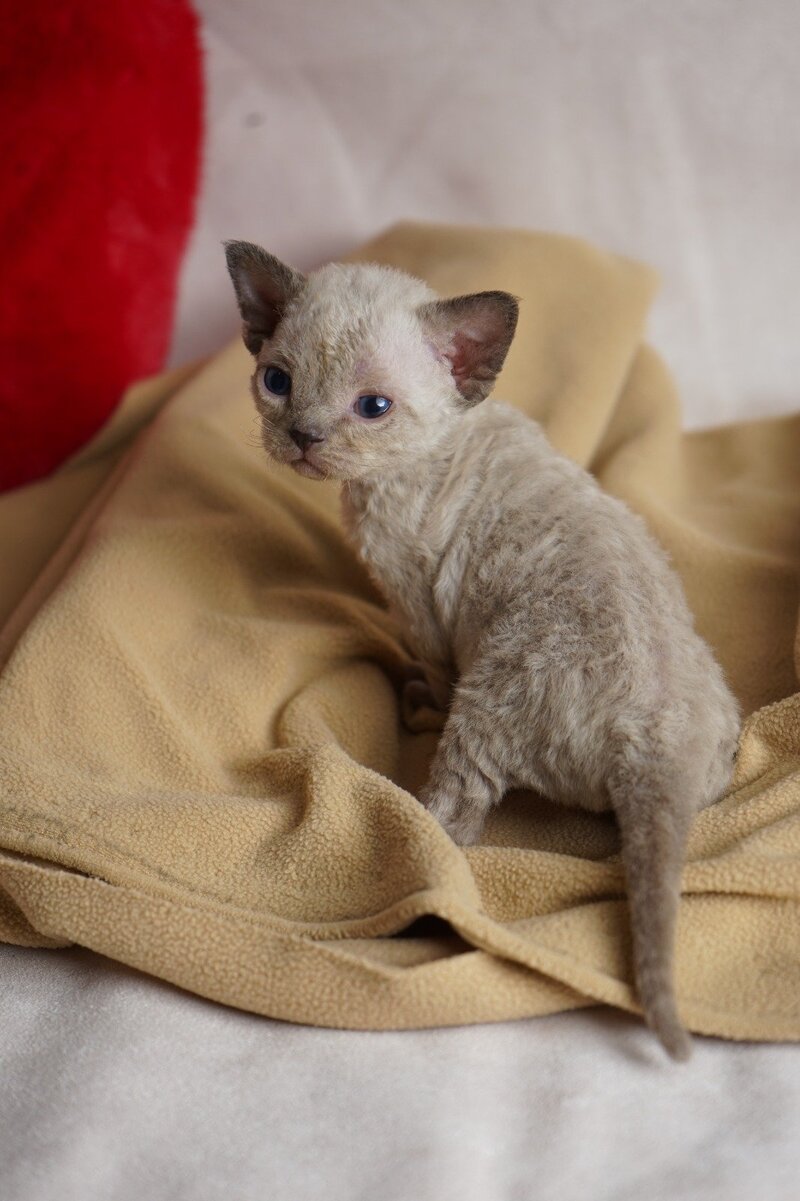 Nona Devon Rex female chocolate pointed - live animals