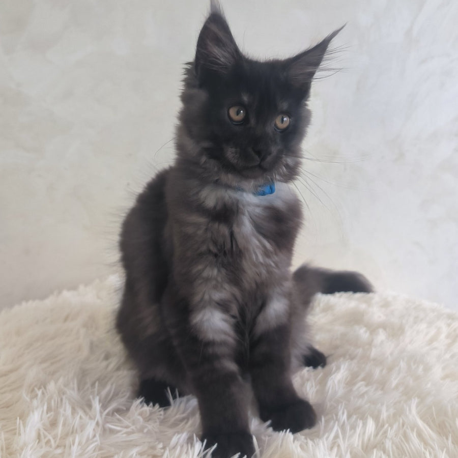 Xelius Maine Coon male, black silver
