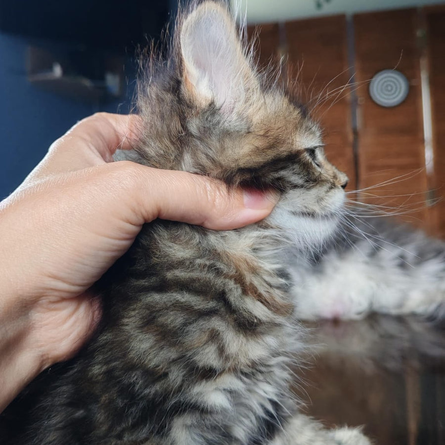 Sara Maine Coon polydactyl 7x7x6x6 female, black tortie spotted tabby