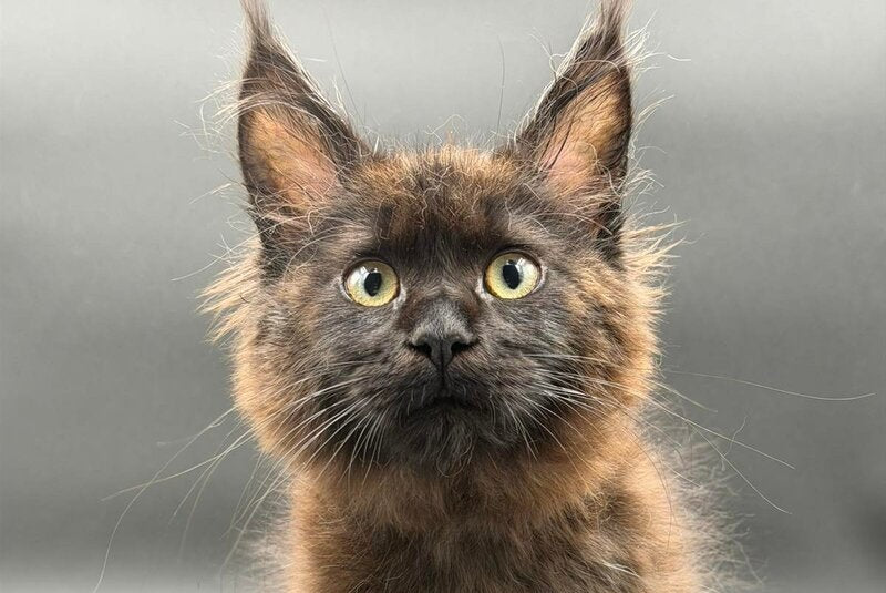 Freya Maine Coon female black - live animals