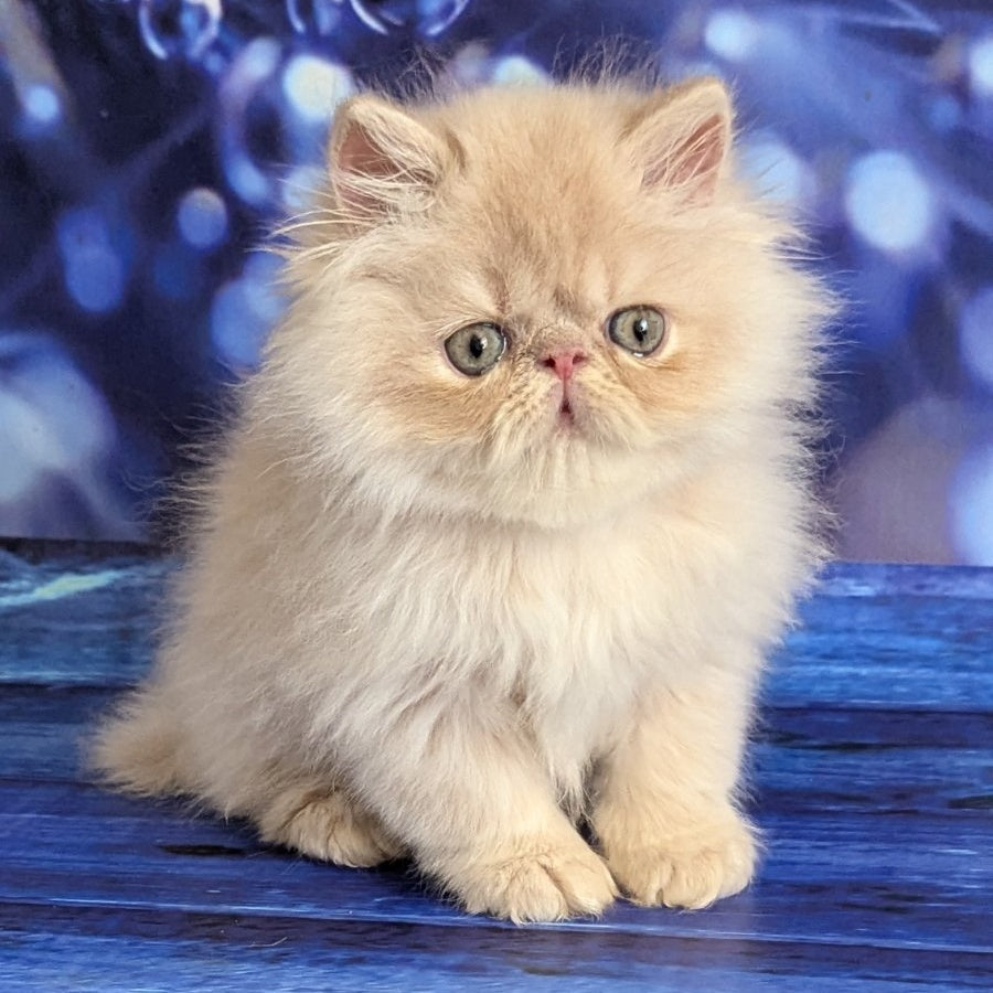 Timoti Persian male, cream tabby