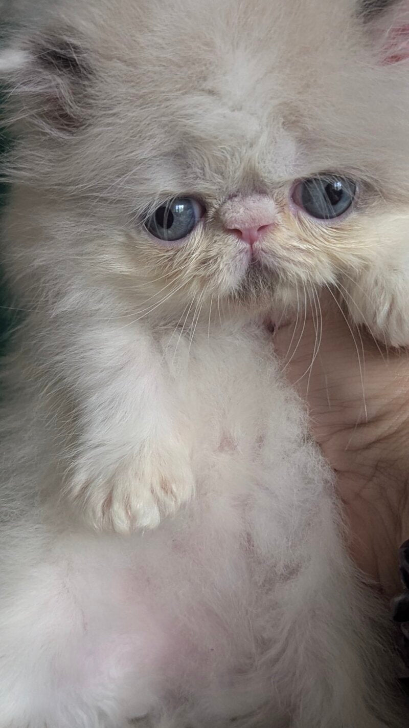 Nemо Persian male, cream pointed bicolour